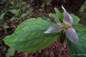 Western Trillium changing from white to pink by Craig Tooley
