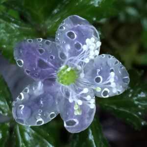 Wood Anemone by Amy Ruegg