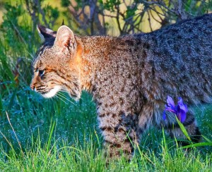 A Bobcat on the prowl by Allen Vinson