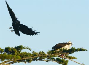 A Common Raven harasses an Osprey by John Batchelder (Large)