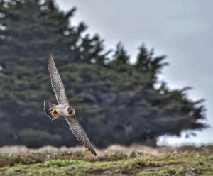 A Peregrine Falcon soars by Michael Beattie