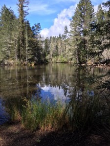 A beautiful day at Bower Park by Dorise Ford