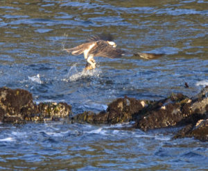 An Osprey snags a fish by John Batchelder