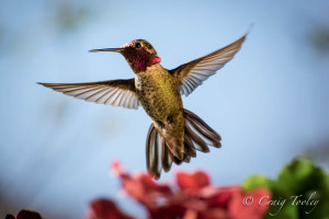 Anna's Hummingbird backlit by the sun by Craig Tooley