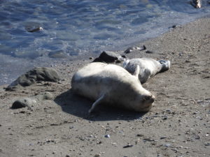 Blissed out Harbor Seal mom and pup by Jeanne Jackson