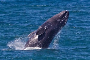 Breaching Gray Whale calf by Kathy Bishop (Medium)