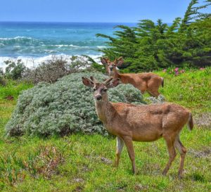 Bucks in velvet by Michael Beattie