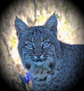 Close-up of a beautiful Bobcat by Allen Vinson