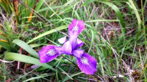 Douglas Iris by Gary Levenson-Palmer