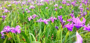 Douglas Irises by Gary Levenson-Palmer