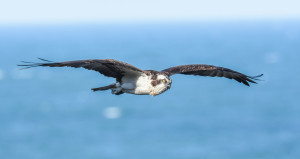 Easter Osprey by Paul Brewer