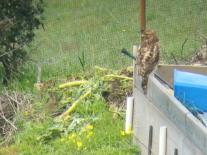 Juvenile Red-tailed Hawk by Mel Smith