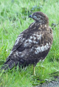 Juvenile Red-tailed Hawk by Sylvia Marie (Large)