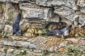 Mated Peregrine Falcon pair by Michael Beattie