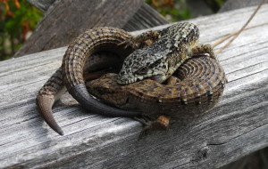 Mating Alligator Lizards by Mary Sue Ittner