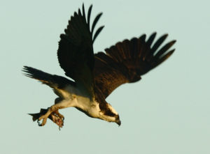 Osprey flies off with half a fish by John Batchelder