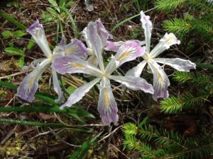 Purdy's Irises by Rob Cozens