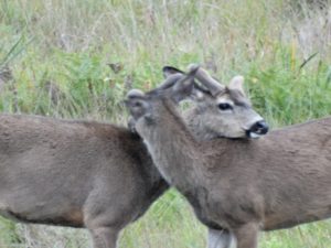 Two Bucks preening each other in a meadow by Jon Loveless