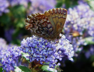 Western Pine Elfin by Cathleen Crosby