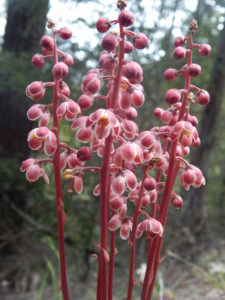 A Pyrola picta bouquet, Shinleaf, by Peter Baye