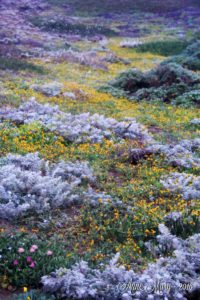 A carpet of wildflowers at Manchester State Park by Anne Mary Schaeffer