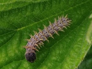 American Painted Lady, Vanessa virginiensis, Caterpillar by Denise Gilmer