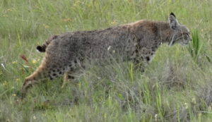 Bobcat moving through the grasses by Jon Loveless