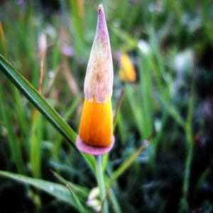 CA Poppy by Peter Cracknell