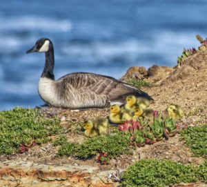 Canada geese goslings by Michael Beattie