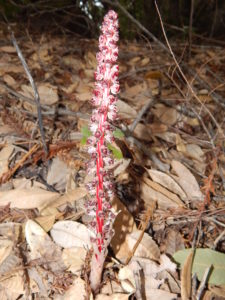 Candystick, Allotropa virgata, by Peter Baye