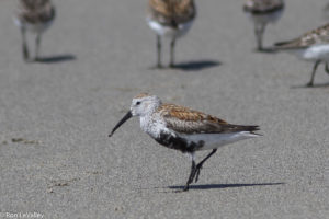 Dunlin by Ron LeValley