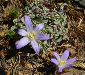 Earth Brodiaea, Brodiaea terrestris, by Mary Sue Ittner