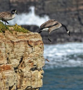 Follow me - a Canada goose showing its offspring the way to the water by Michael Beattie