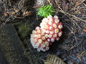 Gnome Plant at the Jacksons by Merita Whatley