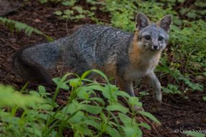 Gray Fox looking for a good spot to give birth by Craig Tooley