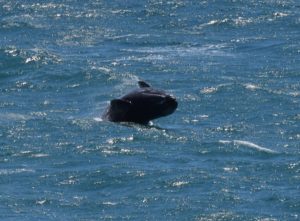 Gray Whale calf breaching by Gail Eddy