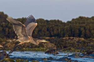 Great Blue Heron by Craig Tooley high res