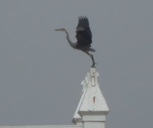 Great Blue Heron by Laura Cover