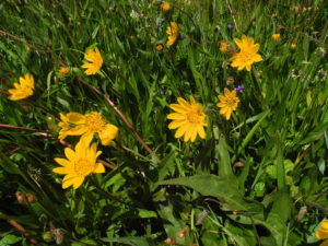 Mule's Ears, Wyethia angustifolia, by Mary Sue Ittner