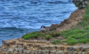 Nesting Canada Goose by Michael Beattie