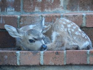 Newborn fawn by Jan de Vries