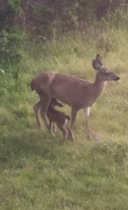 Newborn fawn nursing by Paul Batchelder