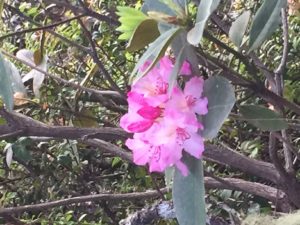 Pacific Rhododendron by Catherine Miller