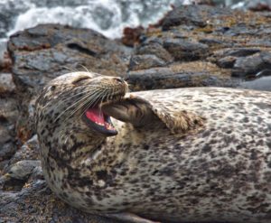 Pardon me while I yawn, a Harbor Seal, by Allen Vinson