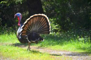 Tom Turkey displaying by Barbara Thrush