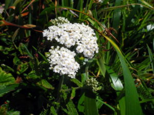 Yarrow, Achillea millefolium, by Mary Sue Ittner