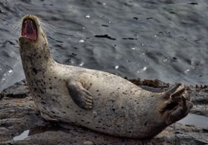 Yawning Harbor Seal by Allen Vinson