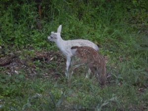 2014 White Fawn and its normal-colored sibling by Gerda Randolph