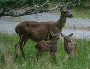 A Doe and her sweet twin Fawns by Craig Tooley