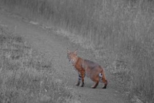 Bobcat by Peter Cracknell